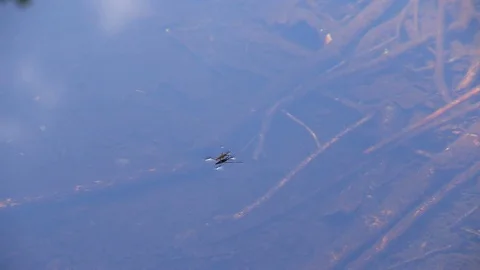 Water Bug on the Surface Stock Footage 73063953