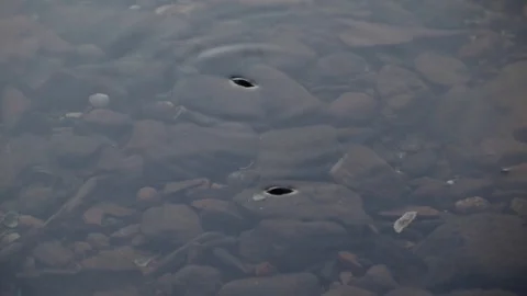 Water Bugs Insect Pair Chasing Swimming Floating on River Surface Stock Footage 81590890