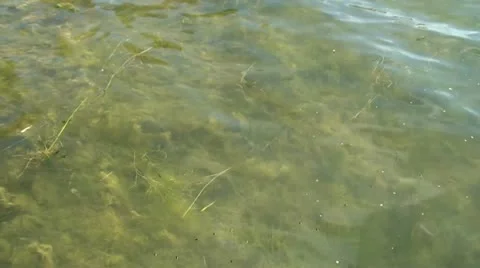 Water Bugs on Lake Stock Footage 12616169