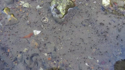 Water bugs scurry around on the surface of shallow water Stock Footage 336220184