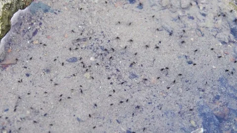 Water bugs scurry around on the surface of shallow water Video stock 336220198