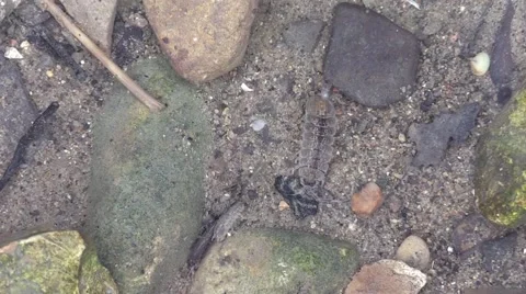 Water bugs under ice closeup Stock Footage 58951805