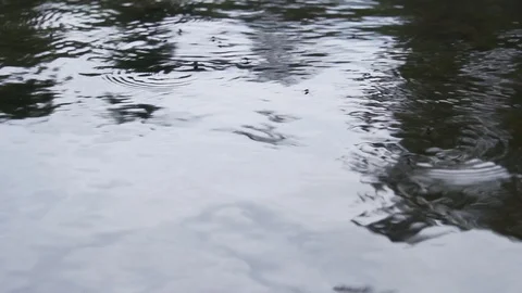 Water bugs on water surface Stock Footage 100137980