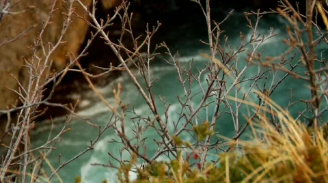Water Bush Stock Footage 490409
