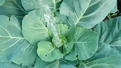 Water cabbage Stock-Footage 161401785
