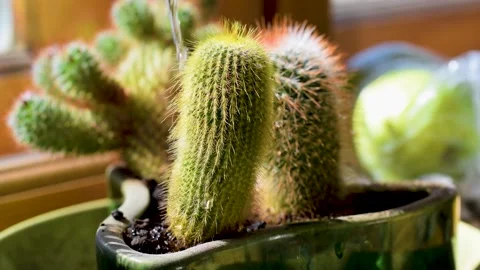 Water the cactus that stands on the windowsill Stock Footage 182932825