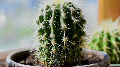 Water the cactus that stands on the windowsill Stock Footage 182933432