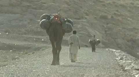 Water on camel Stock Footage 54715946