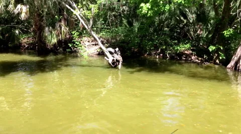 WATER CANAL WITH TREE TRUNKS Stock Footage 49146630