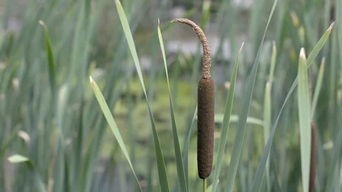 Water Cane, Typha Latifolia Stock Footage 104013018