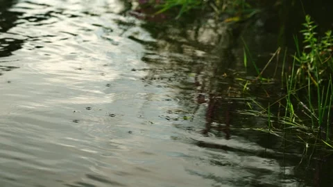 A water carrier is an insect that lives on the surface of water in reservoirs. Vídeo Stock 342639764