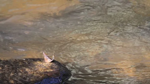 Water cascade flowing in a river with a dragonfly and leaf above rock 動画素材 103423640