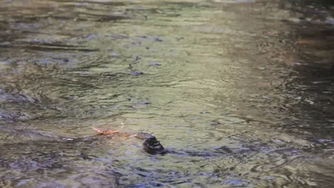 Water cascade flowing in a river with a leaf above 動画素材 103423641