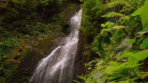 Water cascading down lush green cliff face Stock Footage 288495954