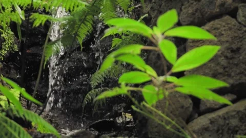 Water cascading down rocks in lush tropical forest Stock Footage 293158953