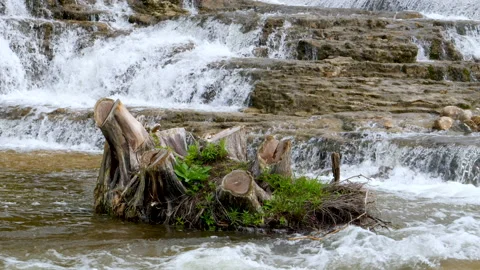 Water Cascading Over Limestone Rock Ledges As It Flows Pass Uprooted Cedar Trees Stock Footage 200616342