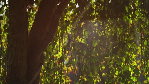 Water caustic reflections on aspen tree trunk and leafs Stock Footage 79611019