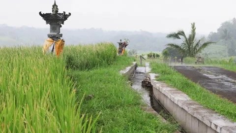 Water channel in rice fields. Video stock 274808694