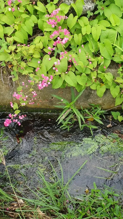 Water channels flowing between green leaves Stock Footage 302862837