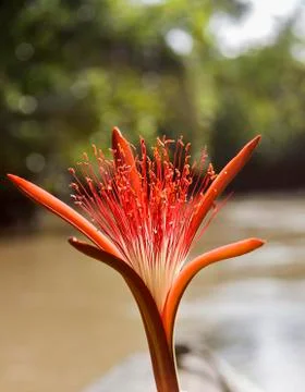 Water chestnut Pachira acuatica red flower Orinoco Delta Venezuela South America Stock Photos