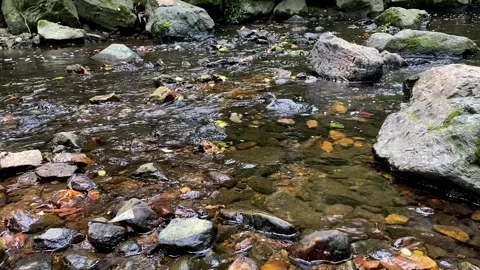 Water in Clear Stream - Close Up Stock Footage 246394521