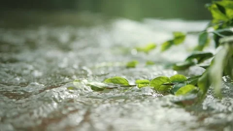 Water clear stream river flowing in the deep forest Vídeo Stock 159325442