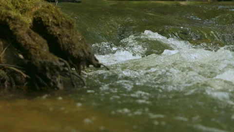 Water Clear Stream River Flowing in Deep Forest. Clear River Running Throug.. Stock Footage 313085734