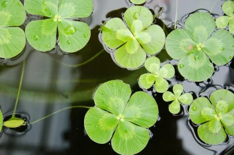 Water clover Foto stock