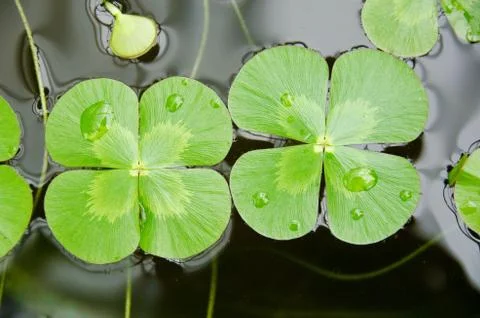 Water clover Stock Photos