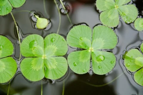 Water clover Stock Photos