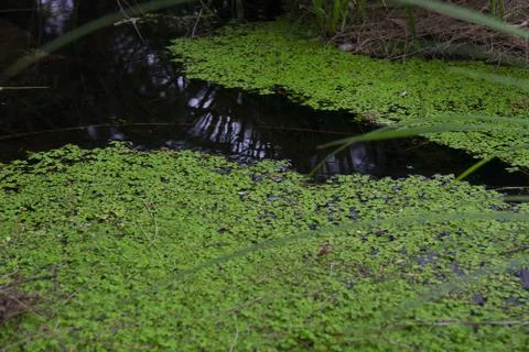 Water Clover Stock Photos