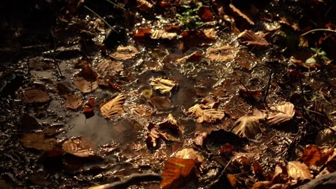 Water collects on the ground in the forest as leaves float and steam Stock Footage 329057044