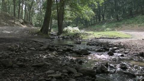 Water coming down from the stream in the forest Stock Footage 135082424