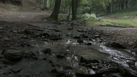 Water coming down from the stream in the forest Stock Footage 135082437