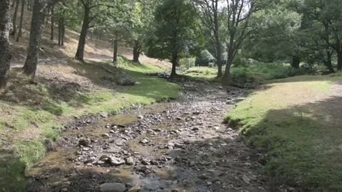 Water coming down from the stream in the forest Stock Footage 135082456