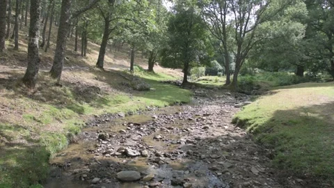 Water coming down from the stream in the forest Stock Footage 135082463