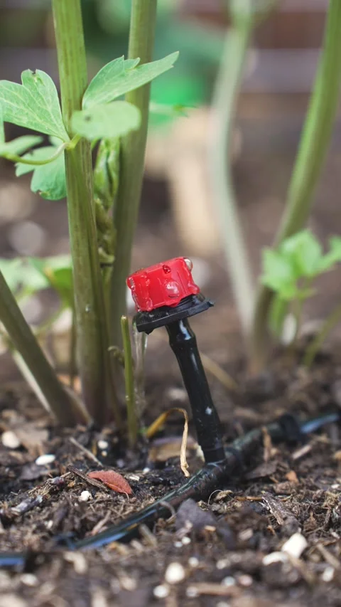 Water Conservation Through Drip Irrigation in Backyard Garden Stock Footage 336241281