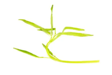 Water Convolvulus on white background Stock Photos
