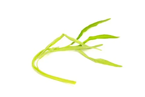 Water Convolvulus on white background Stock Photos