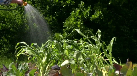 Water corn with sprinkle Stock Footage 456824