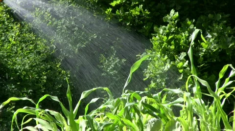 Water corn with a water sprinkle Stock Footage 477065