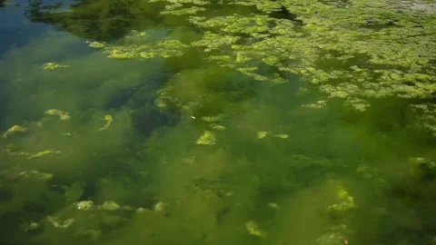 Water covered with green algae. Background of green algae blooming in the lake. Stock Footage 288335361
