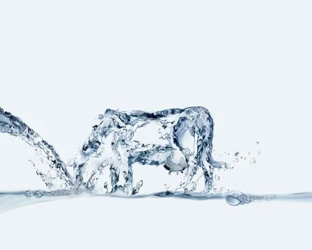 Water Cow Drinking Stock Illustration
