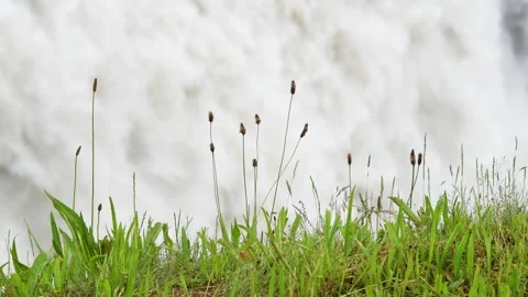 Water crashes behind a patch of foreground green at a waterfall Stock Footage 289405849