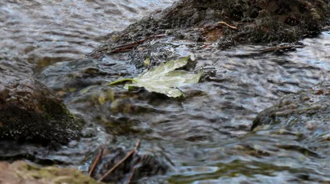 WATER CREEK Stock Footage 44825627