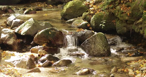 Water creek in forest Stock Footage 164070837