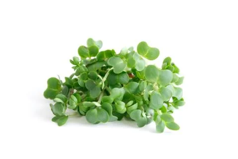 Water cress Stock Photos