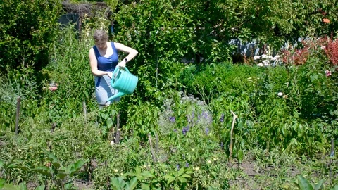 Water the crop Stock Footage 110754441