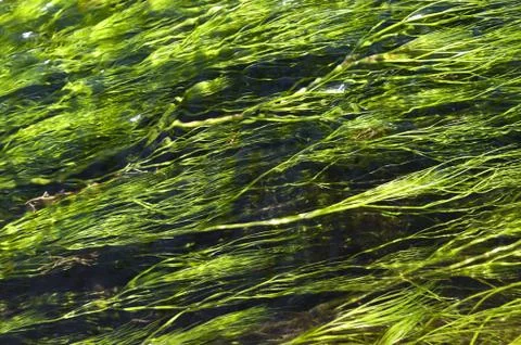 Water-crowfoot Stock Photos