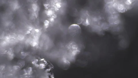 The water crystallizes and melts under the microscope Stock Footage 86562932